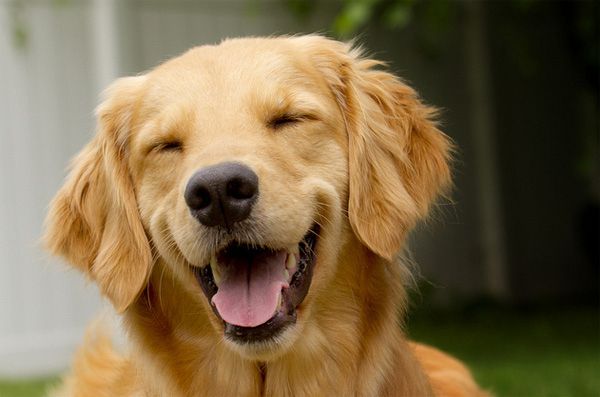 Maximo Happiness Dog Services